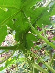 Stagmatoptera