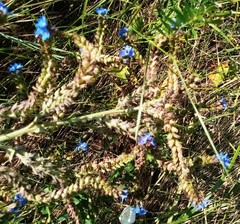 Anchusa procera