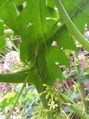Stagmatoptera
