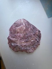 Spondylus gaederopus