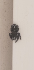 Phidippus audax