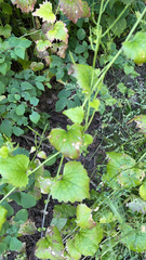 Alliaria petiolata
