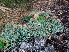 Sedum borissovae
