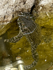 Bufotes viridis