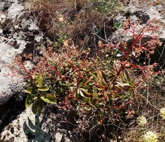 Hylotelephium maximum maximum