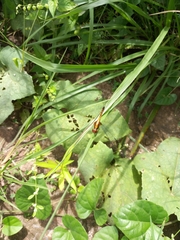 Libellulidae