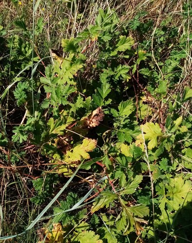 Erodium ruthenicum (Erodium ruthenicum)