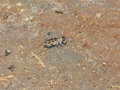 Cephalota circumdata