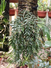 Dendrobium alabense