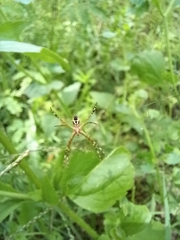 Argiope argentata