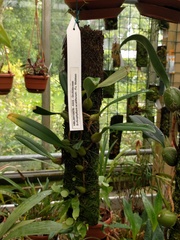 Bulbophyllum acutiflorum