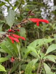 Salvia rufula