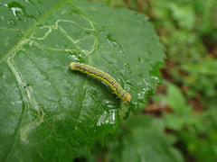 Erannis tiliaria