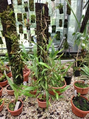 Dendrochilum pallidiflavens