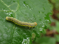 Erannis tiliaria