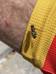 Lapposyrphus