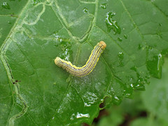 Erannis tiliaria