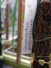 Dendrochilum pallidiflavens