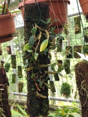 Dendrochilum