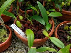 Bulbophyllum careyanum