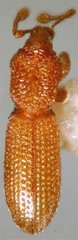 Tasmanica myrmecophila