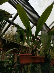 Dendrochilum longifolium