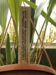 Dendrochilum longifolium