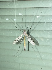 Tipula metacomet