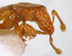 Tasmanica myrmecophila