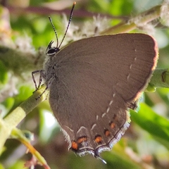 Satyrium ilicis