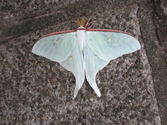 Actias aliena aliena