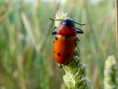 Tituboea sexmaculata