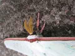 Actias aliena aliena