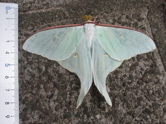 Actias aliena aliena