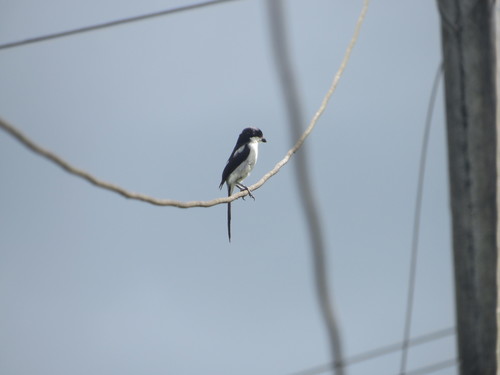 Northern Fiscal