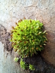 Bryophyta