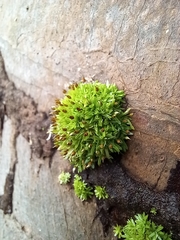 Bryophyta