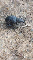 Otiorhynchus tristis