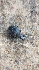 Otiorhynchus tristis