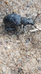 Otiorhynchus tristis