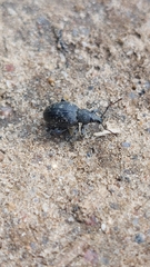 Otiorhynchus tristis