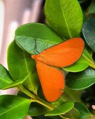 Eudulophasia invaria