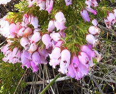 Erica palliiflora
