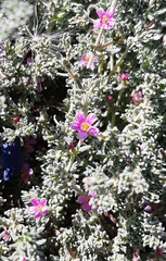 Frankeniaceae