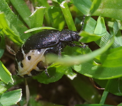 Galeruca monticola