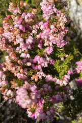 Erica palliiflora