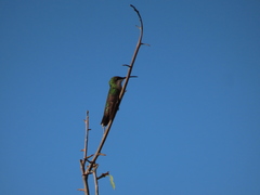 Anthracothorax aurulentus