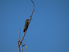 Anthracothorax aurulentus