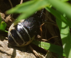 Galeruca monticola