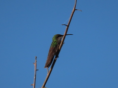 Anthracothorax aurulentus